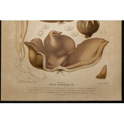 1891 - Pézize du cyprès (champignon) 