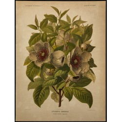 1891 - Stewartia de Virginie 