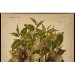 1891 - Stewartia de Virginie 