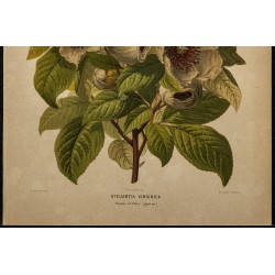 1891 - Stewartia de Virginie 