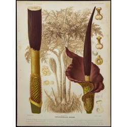 1891 - Konjac 