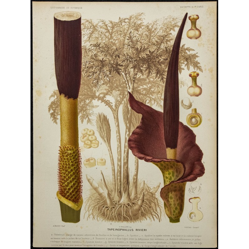 1891 - Konjac 