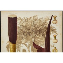 1891 - Konjac 