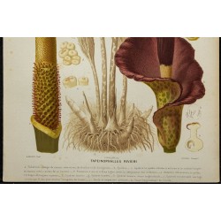 1891 - Konjac 