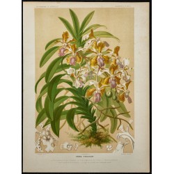 1891 - Vanda (orchidée) 