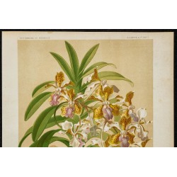 1891 - Vanda (orchidée) 