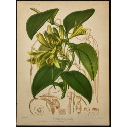 1891 - Vanillier (orchidée) 
