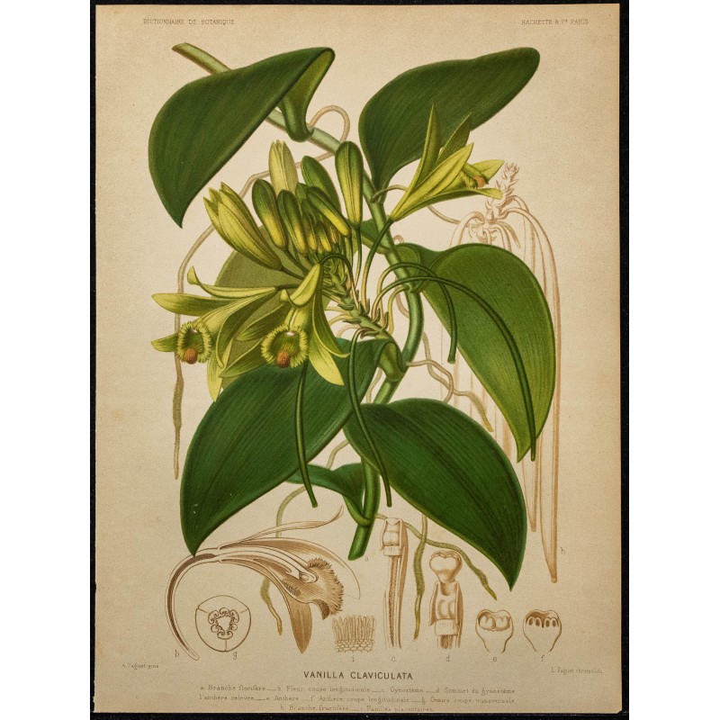 1891 - Vanillier (orchidée) 