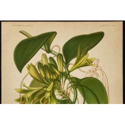 1891 - Vanillier (orchidée) 