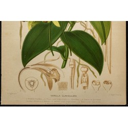 1891 - Vanillier (orchidée) 