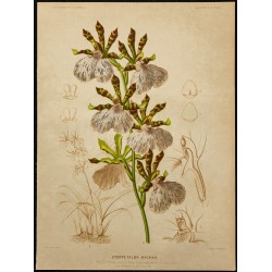 1876 - Orchidée zygopetalum mackaii 