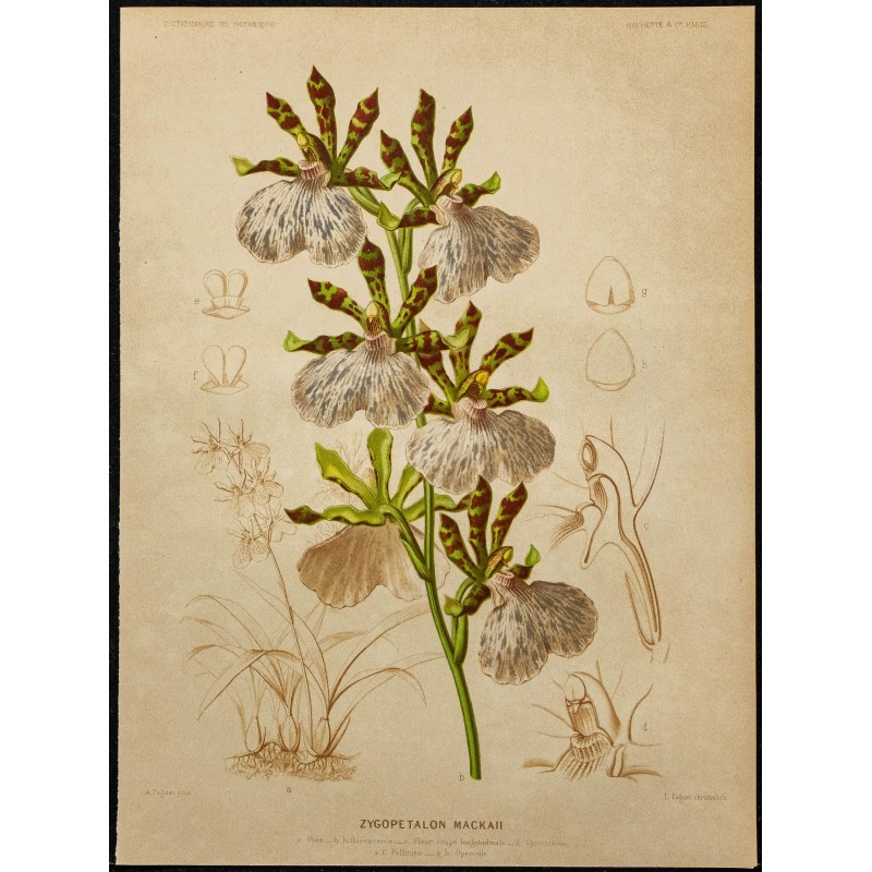 1876 - Orchidée zygopetalum mackaii 