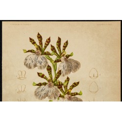 1876 - Orchidée zygopetalum mackaii 