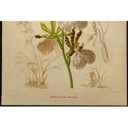 1876 - Orchidée zygopetalum mackaii 