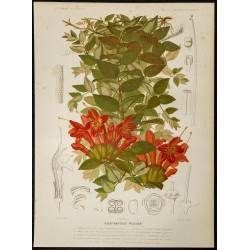 1876 - Plante-lèvre (lipstick plant) - Botanique, planche couleur 