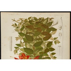 1876 - Plante-lèvre (lipstick plant) - Botanique, planche couleur 