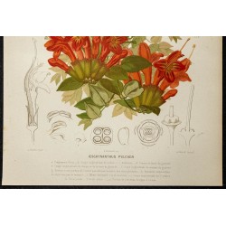 1876 - Plante-lèvre (lipstick plant) - Botanique, planche couleur 