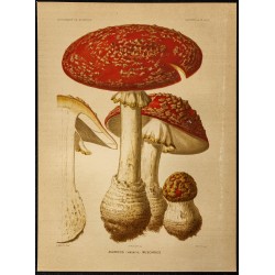 1876 - Amanite tue-mouches (champignon) 