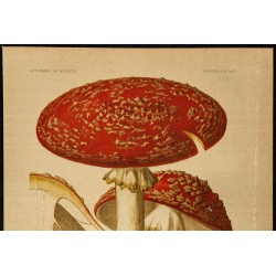 1876 - Amanite tue-mouches (champignon) 