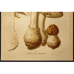 1876 - Amanite tue-mouches (champignon) 