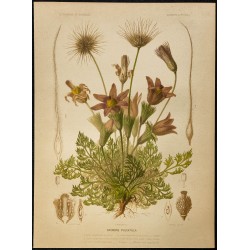 1876 - Pulsatille (anémone) 