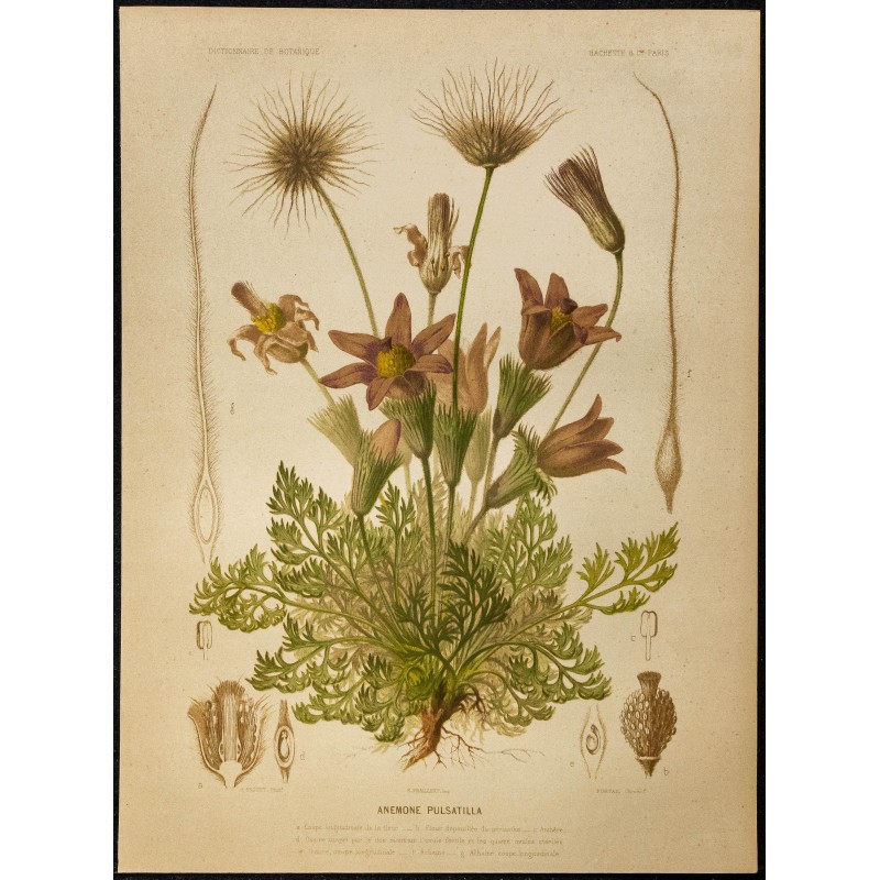 1876 - Pulsatille (anémone) 