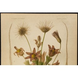 1876 - Pulsatille (anémone) 