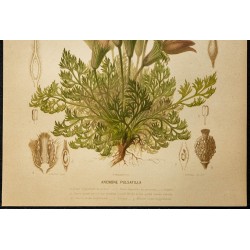1876 - Pulsatille (anémone) 