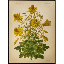 1876 - Ancolie dorée (Aquilegia chrysantha) 
