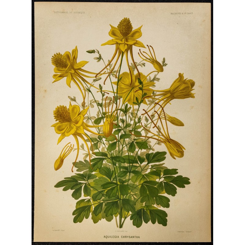 1876 - Ancolie dorée (Aquilegia chrysantha) 