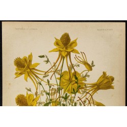 1876 - Ancolie dorée (Aquilegia chrysantha) 