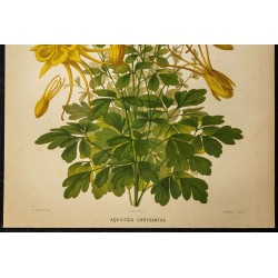 1876 - Ancolie dorée (Aquilegia chrysantha) 