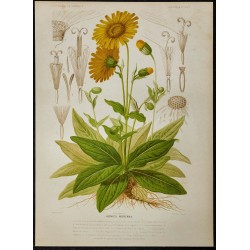 1876 - Arnica des montagnes 