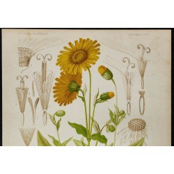 1876 - Arnica des montagnes 