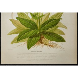 1876 - Arnica des montagnes 