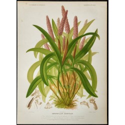 1876 - Canne de maïs (orchidée) 