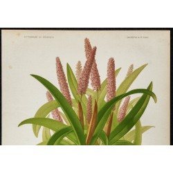 1876 - Canne de maïs (orchidée) 