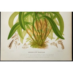 1876 - Canne de maïs (orchidée) 