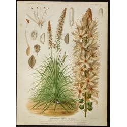 1876 - Asphodèle blanc 