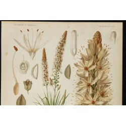 1876 - Asphodèle blanc 