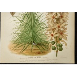 1876 - Asphodèle blanc 