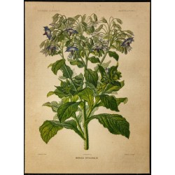 1876 - Bourrache - Botanique, planche couleur 