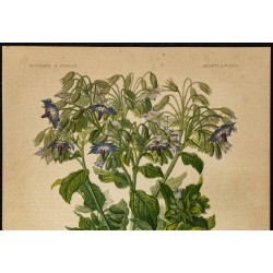 1876 - Bourrache - Botanique, planche couleur 