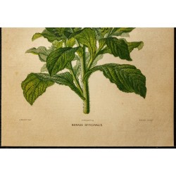 1876 - Bourrache - Botanique, planche couleur 