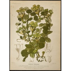 1876 - Plante parachute (Ceropegia sandersonii) 