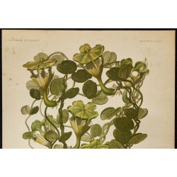 1876 - Plante parachute (Ceropegia sandersonii) 
