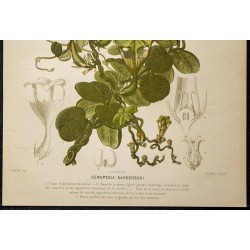 1876 - Plante parachute (Ceropegia sandersonii) 