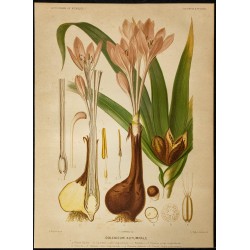 1886 - Colchique d'automne 