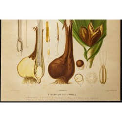 1886 - Colchique d'automne 