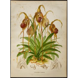 1886 - Sabot de Vénus à longues pointes (orchidée) 